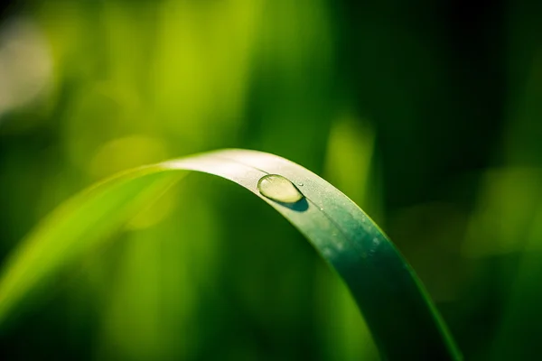 Water drops on the green grass background — Stock Photo, Image