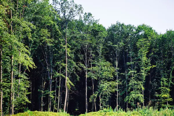 Bela floresta verde — Fotografia de Stock