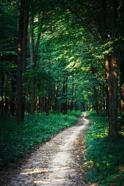 Bela floresta verde — Fotografia de Stock