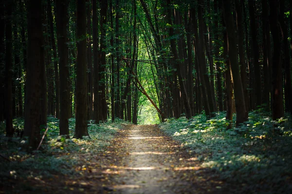 Belle forêt verte — Photo