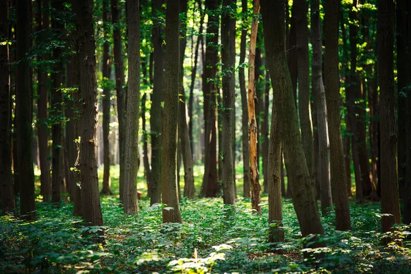 Prachtige groene woud — Stockfoto