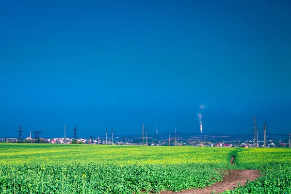 Campo verde e bellissimo tramonto — Foto Stock