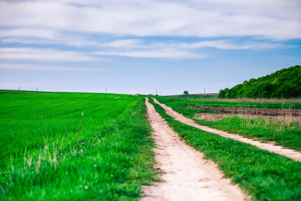 çim alan. çayır buğday gökyüzü altında