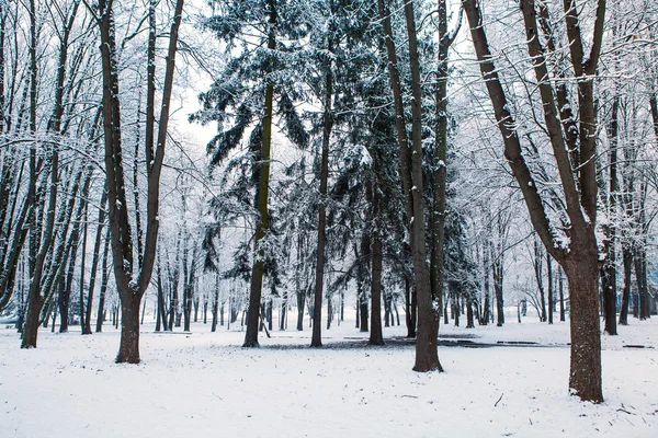 Bos bomen aard sneeuw hout achtergronden — Stockfoto