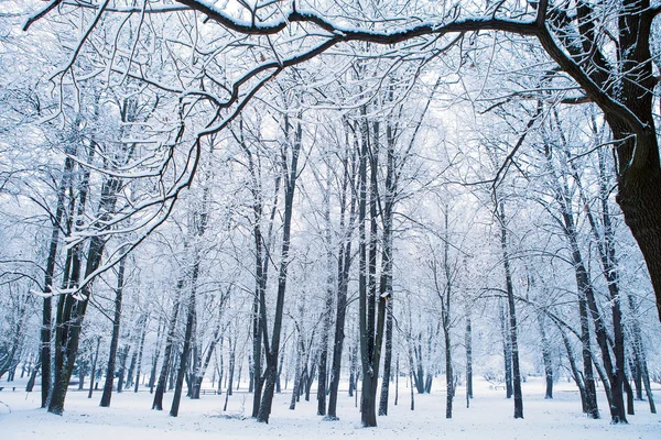 森の木の自然雪の木製の背景 — ストック写真