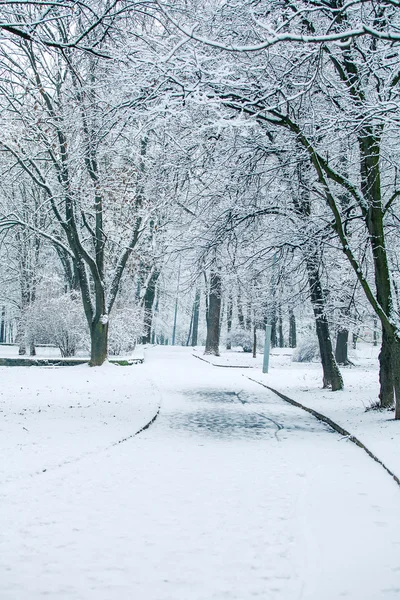 Forêt arbres nature neige bois milieux — Photo