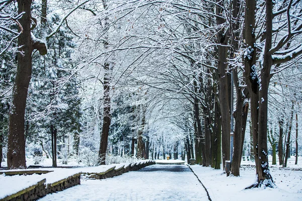 Bosque árboles naturaleza nieve madera fondos — Foto de Stock