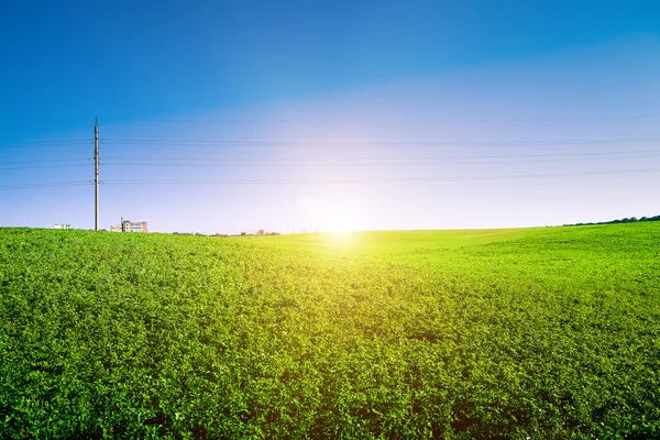 Grönt fält och vacker solnedgång — Stockfoto