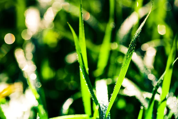 Zelené trávě bokeh pozadí — Stock fotografie