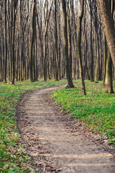 Hermoso bosque verde —  Fotos de Stock