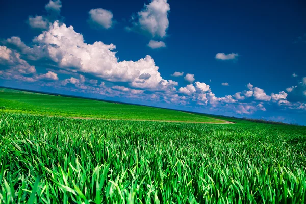 Green Field and Beautiful Sunset — Stock Photo, Image