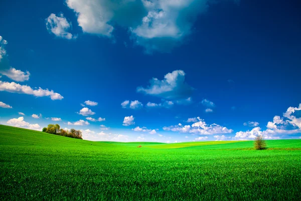 Grüne Wiese und schöner Sonnenuntergang — Stockfoto