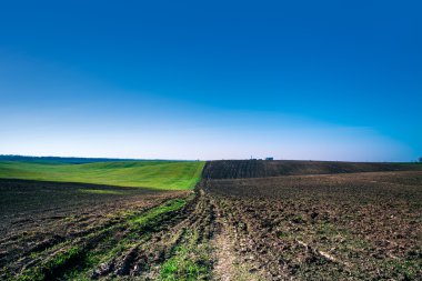 germinating buğday bahar alandır