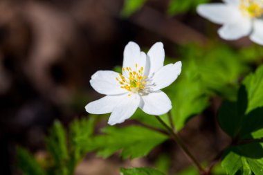 germinating buğday bahar alandır