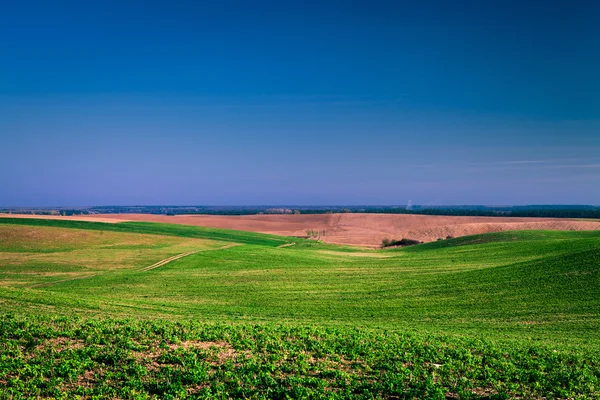 Il campo primaverile è un grano germinante — Foto Stock