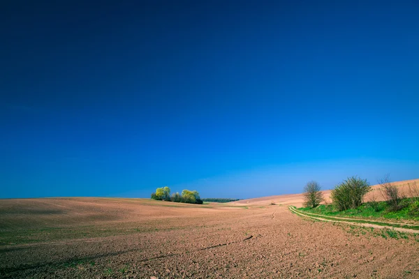Das Frühlingsfeld ist ein keimender Weizen — Stockfoto