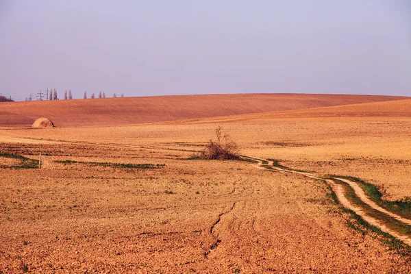Весняне поле проростаюча пшениця — стокове фото