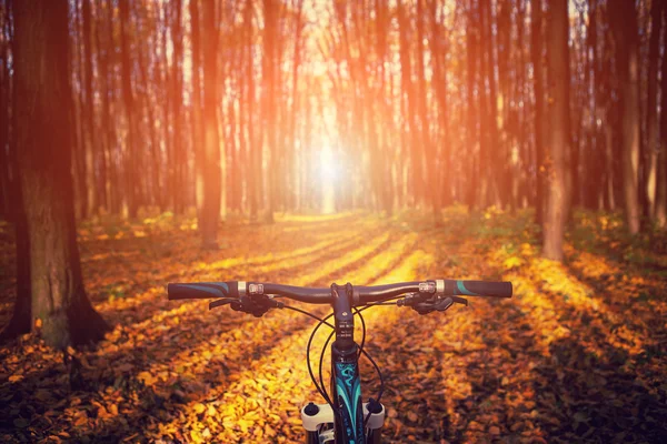 Schöner grüner Wald — Stockfoto