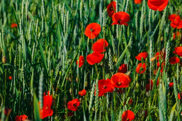 Red poppy field — Stock Photo, Image