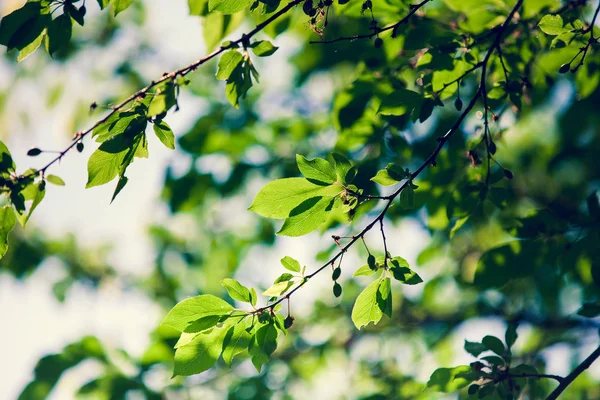 Green leaves — Stock Photo, Image