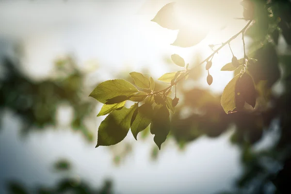 Skog — Stockfoto