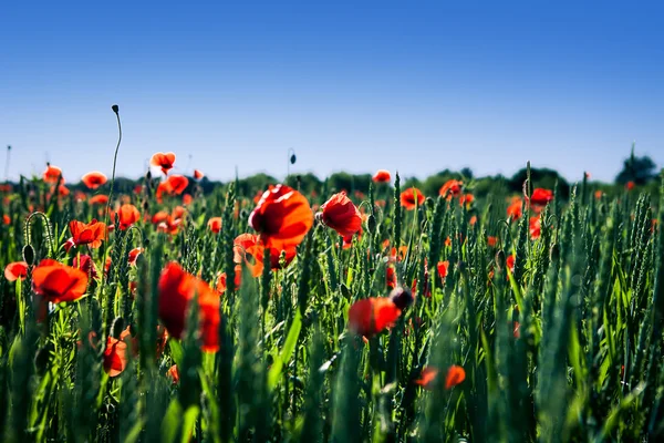 Green Field — Stock Photo, Image