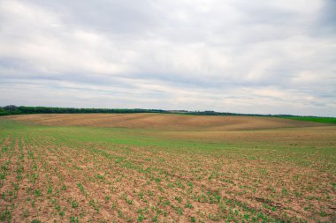 Yeşil Alan ve Güzel Gün Batımı