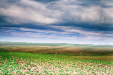 Yeşil Alan ve Güzel Gün Batımı