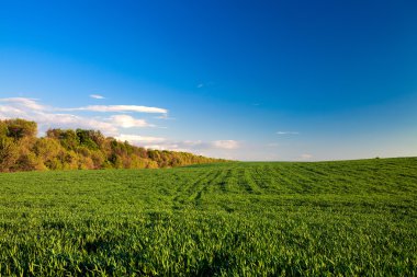 Yeşil Alan ve Güzel Gün Batımı