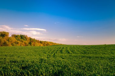 Yeşil Alan ve Güzel Gün Batımı
