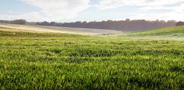 Yeşil Alan ve Güzel Gün Batımı