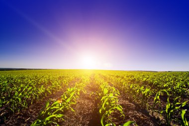 Yeşil Alan ve Güzel Gün Batımı