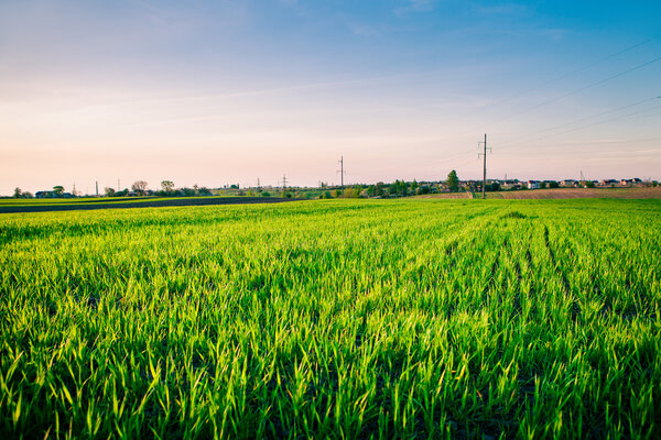 Green Field and Beautiful Sunset