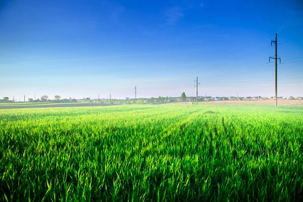 Green Field and Beautiful Sunset — Stock Photo, Image