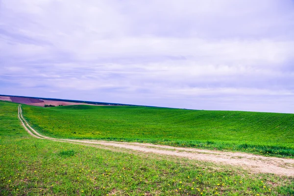 Grønn mark og vakker solnedgang – stockfoto