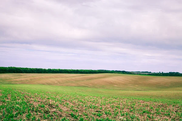 Green Field and Beautiful Sunset — Stock Photo, Image