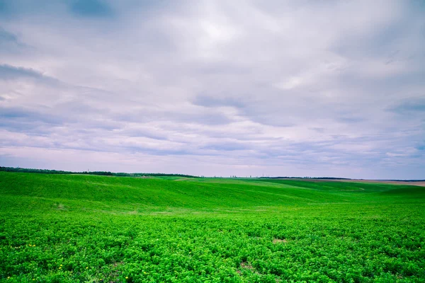 Green Field and Beautiful Sunset — Stock Photo, Image