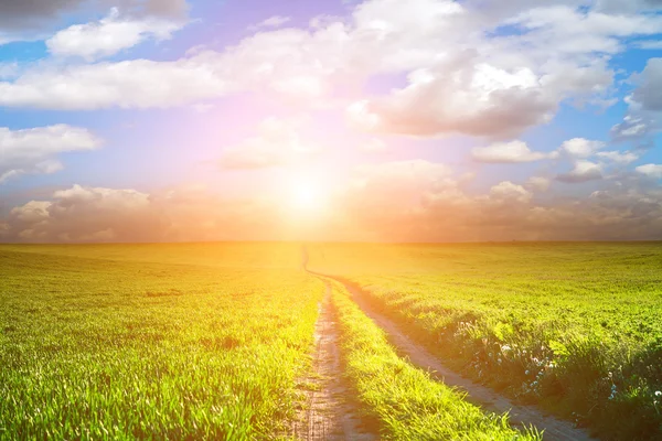 Campo verde e belo pôr do sol — Fotografia de Stock