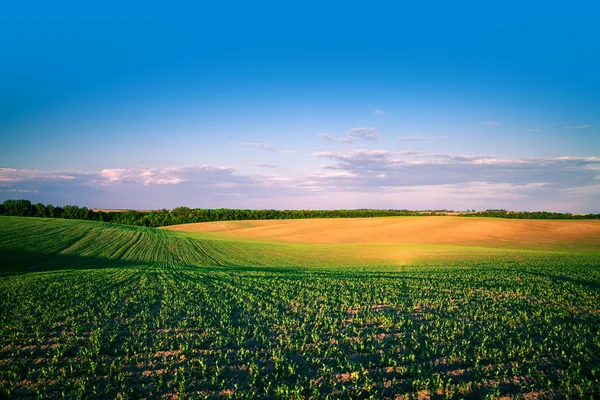 Green Field and Beautiful Sunset — Stock Photo, Image