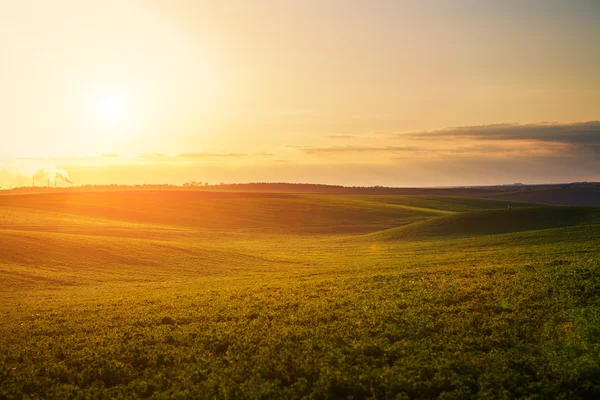 Green Field and Beautiful Sunset