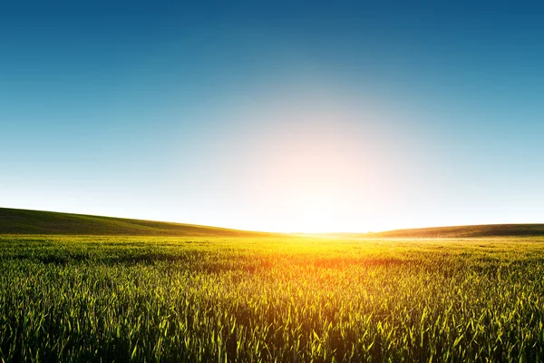 Campo verde e belo pôr do sol — Fotografia de Stock