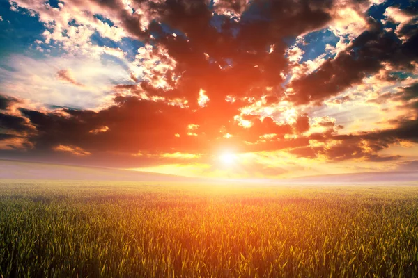 Campo verde e belo pôr do sol — Fotografia de Stock