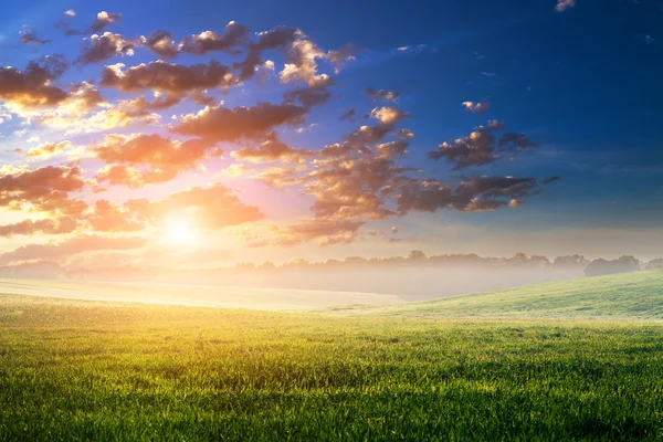 Groen veld en mooie zonsondergang — Stockfoto