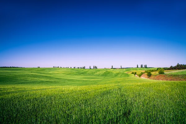 Grüne Wiese und schöner Sonnenuntergang — Stockfoto