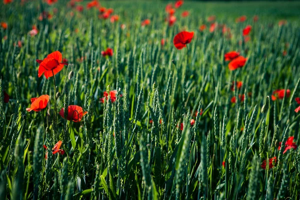 Red poppy field — Stock Photo, Image