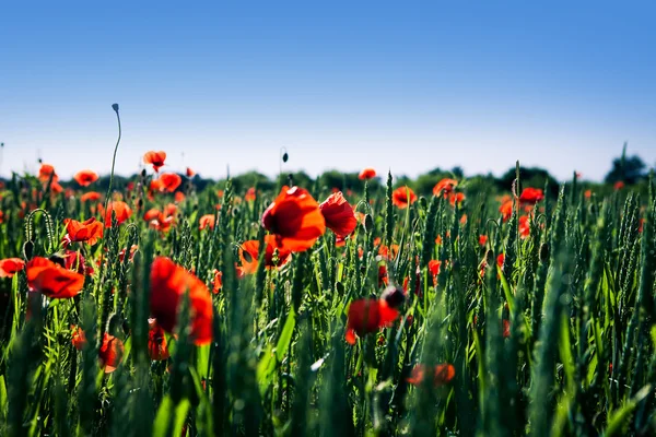 Campo de amapola roja — Foto de Stock