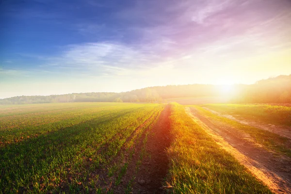 Green Field and Beautiful Sunset Stock Photo