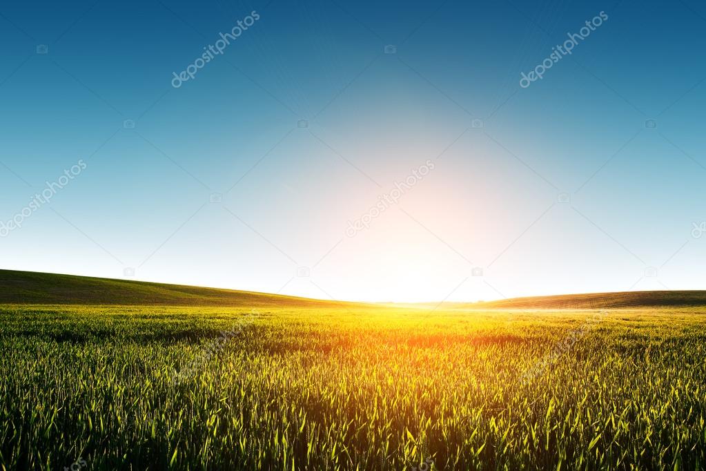 Green Field and Beautiful Sunset