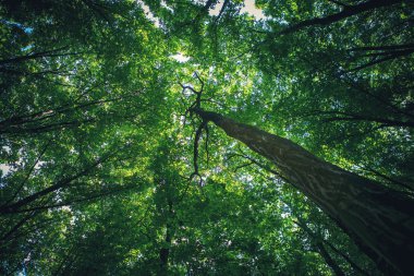 Orman ağaçları doğa yeşil ahşap güneş ışığı arka planı