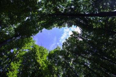 Orman ağaçları doğa yeşil ahşap güneş ışığı arka planı